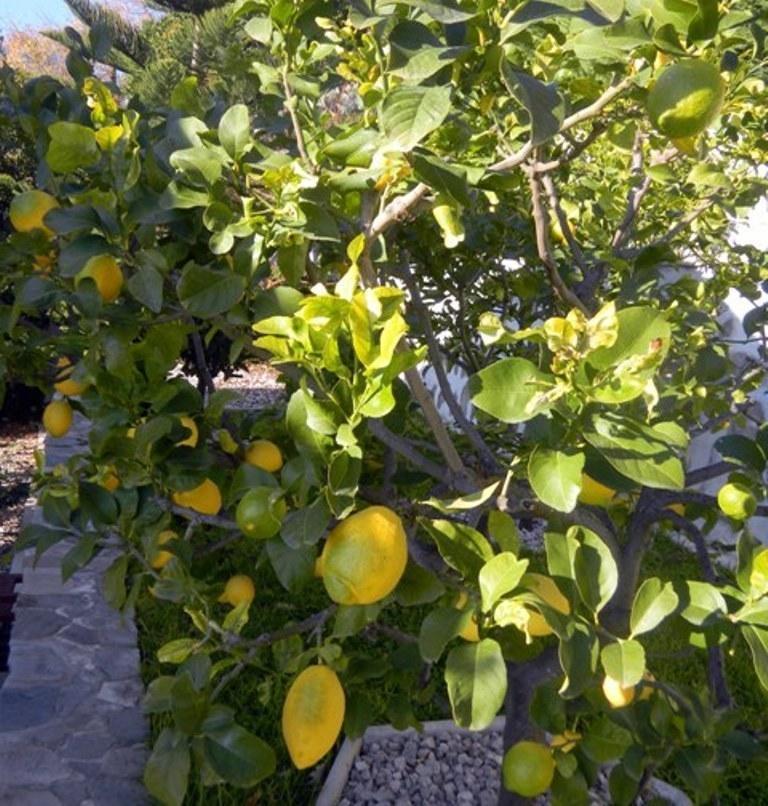 Les Mimosas *